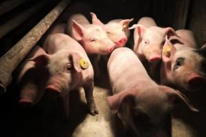 Zákonné povinnosti chovateľov hospodárskych zvierat na úseku veterinárnej starostlivosti v roku 2021 1